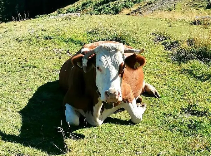 Casa Carcentina - Fronte Seggiovia, Sulla Pista Stelvio